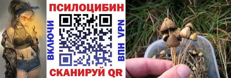 закладка  Новоржев  Псилоцибиновые грибы Magic Shrooms 